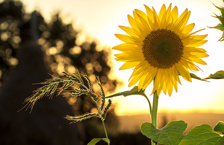 Energies renouvelables